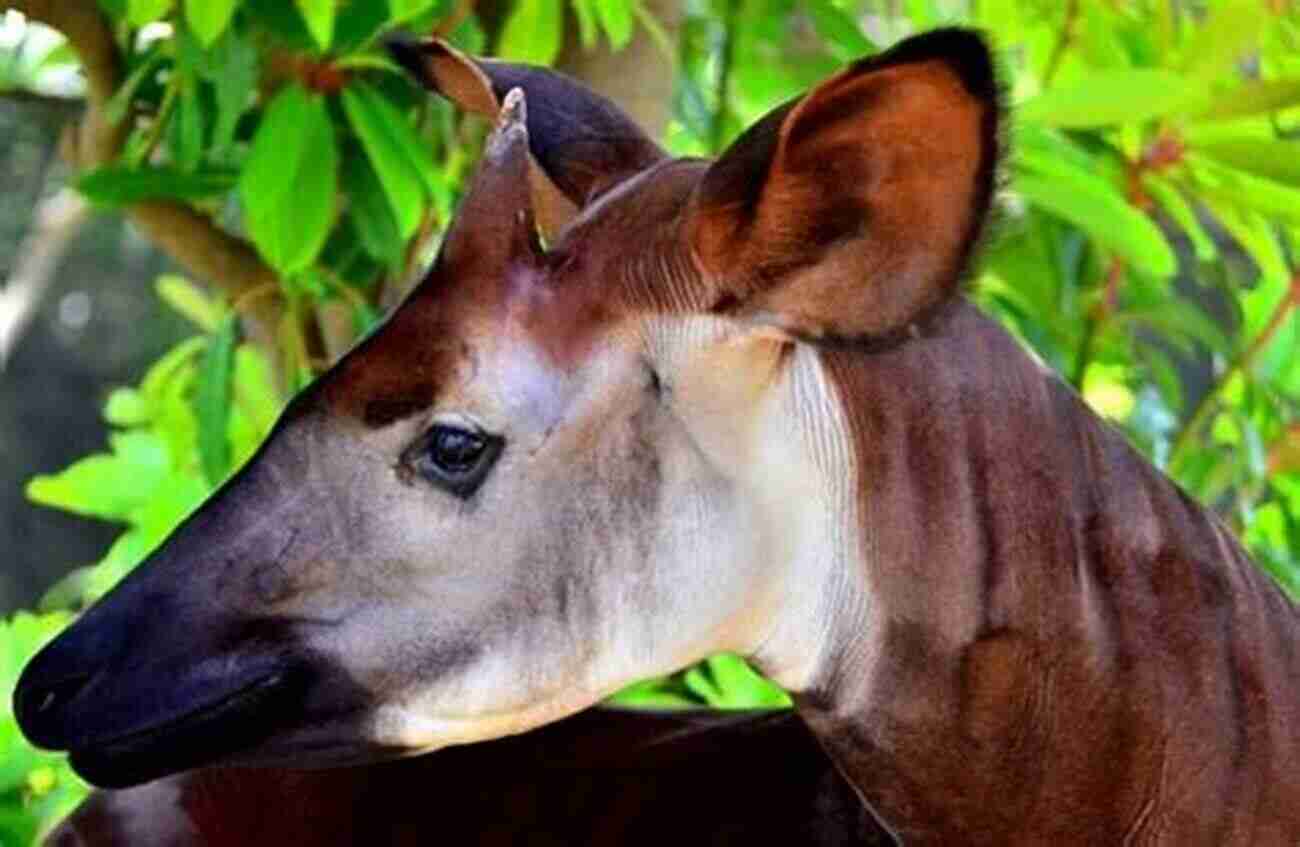 The Luscious Habitat Of The Okapi Ode Skibiski In The Heart Of The African Rainforest An Okapi S Ode R E Skibiski