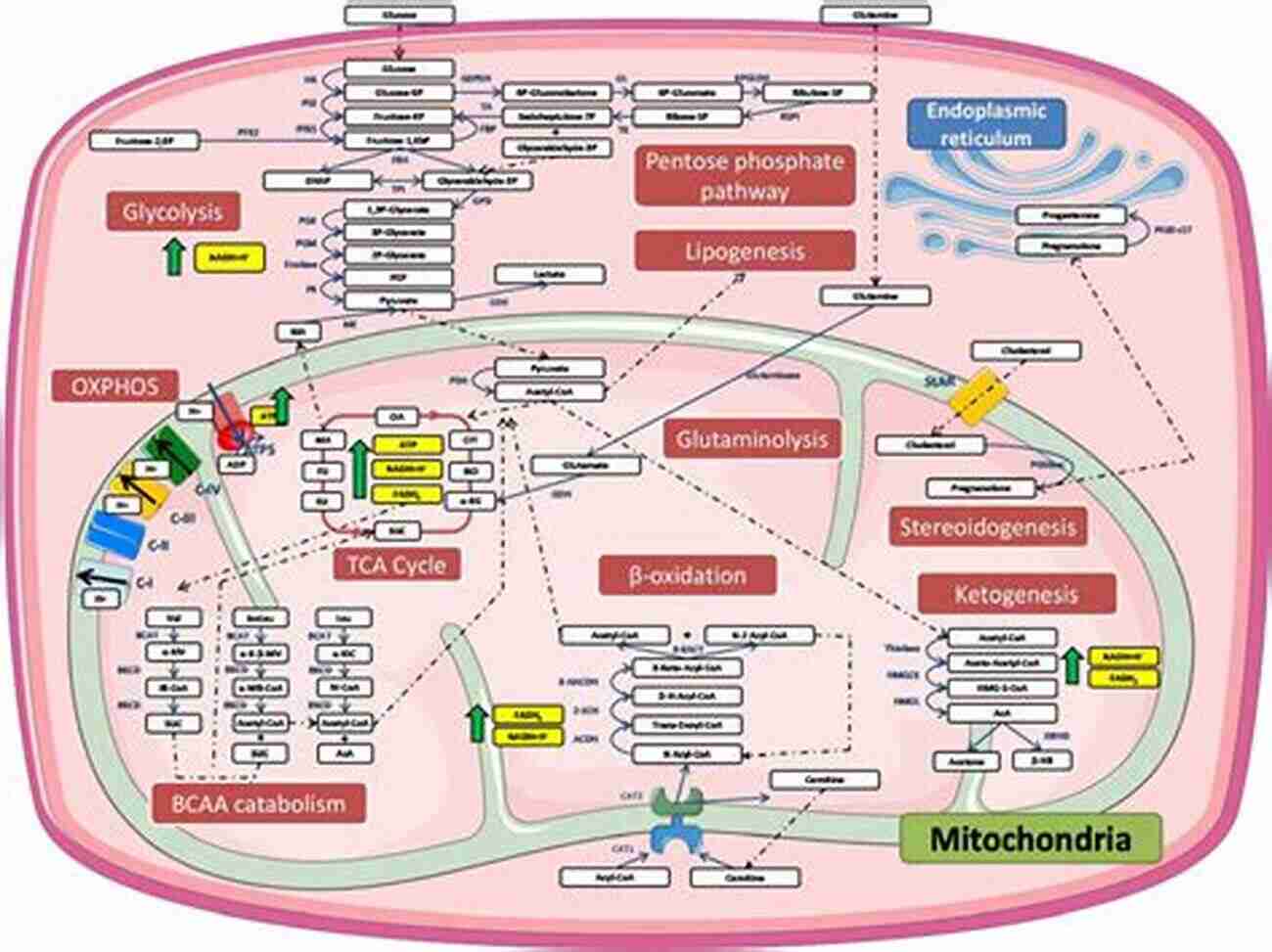 The Mitochondrial Genome A Pathway To Unraveling The Secrets Of Plant Evolution Plant Mitochondria (Advances In Plant Biology 1)