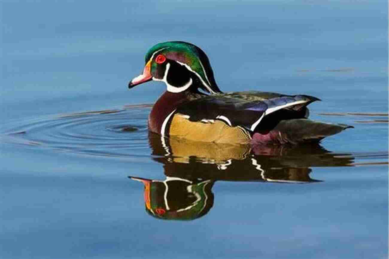 The Vibrant Wood Ducks At Wild Bird Haven Birds Of A Feather: Tales Of A Wild Bird Haven