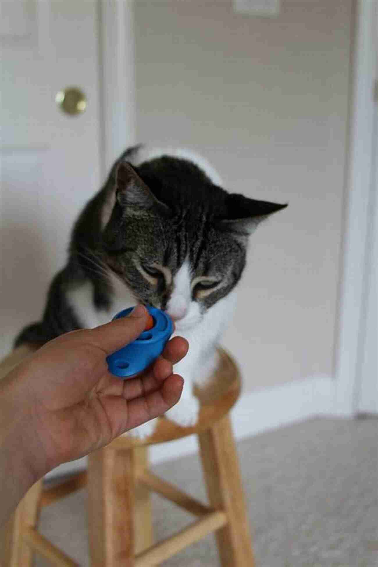 Training A Cat To Sit Using Clicker Technique Cat Training:: The Ultimate Step By Step Guide To Positively Training Your Cat With Simple Way Best Cat Training Tip And Tricks