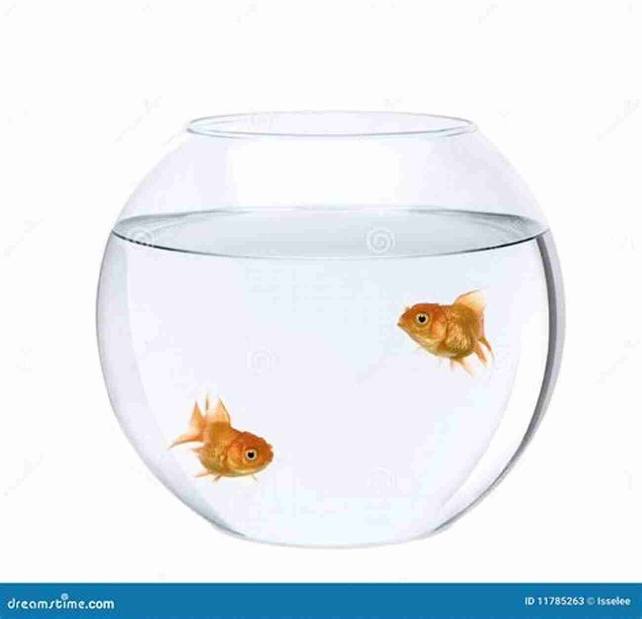 Two Goldfish Swimming Happily In A Large, Well Maintained Fish Tank Betta Fish: The Best Pet Fish For Every Beginner Care Health Food Behavior