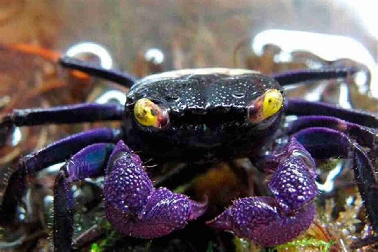 Vampire Crab BASIC TO VAMPIRE CRAB CARE GUIDE: Everything You Need To Know About Vampire Crab Care Guide : Appearance Diet Care Breeding Habitat And Tank Conditions