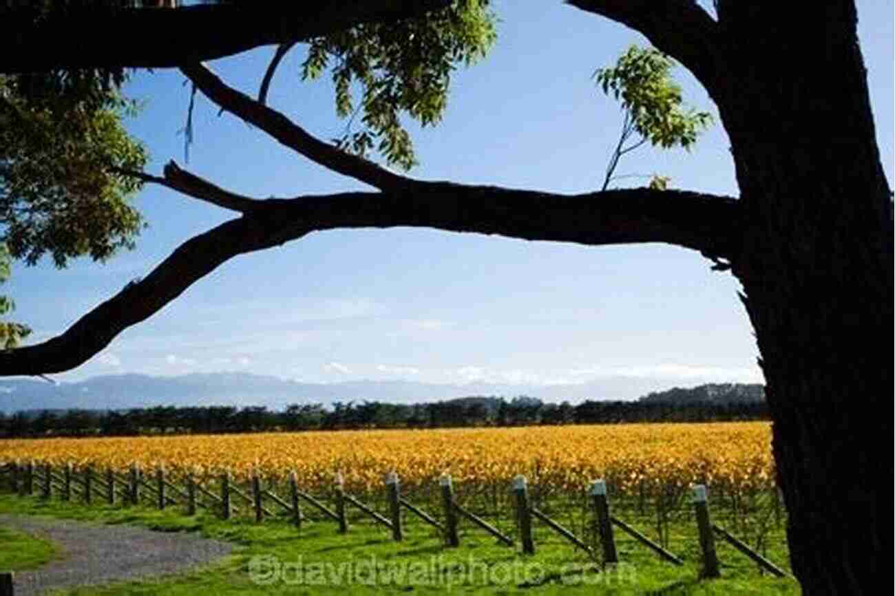 Wairarapa Vineyards Visions Of The Lower North Island (Visions Of New Zealand 4)