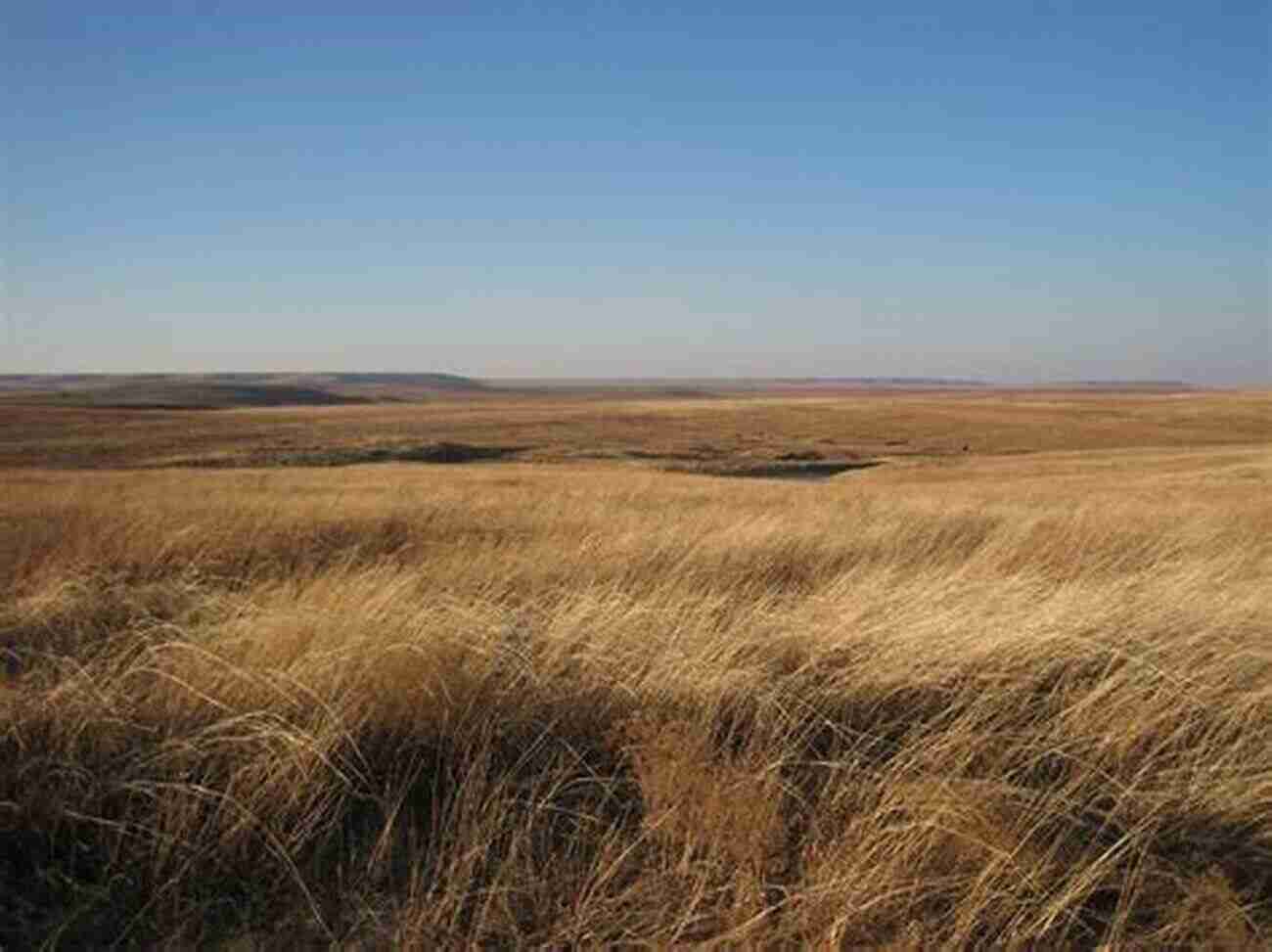 Walking Through Tall Grass On The Oklahoma Prairies A Tour On The Oklahoma Prairies In The 21st Century