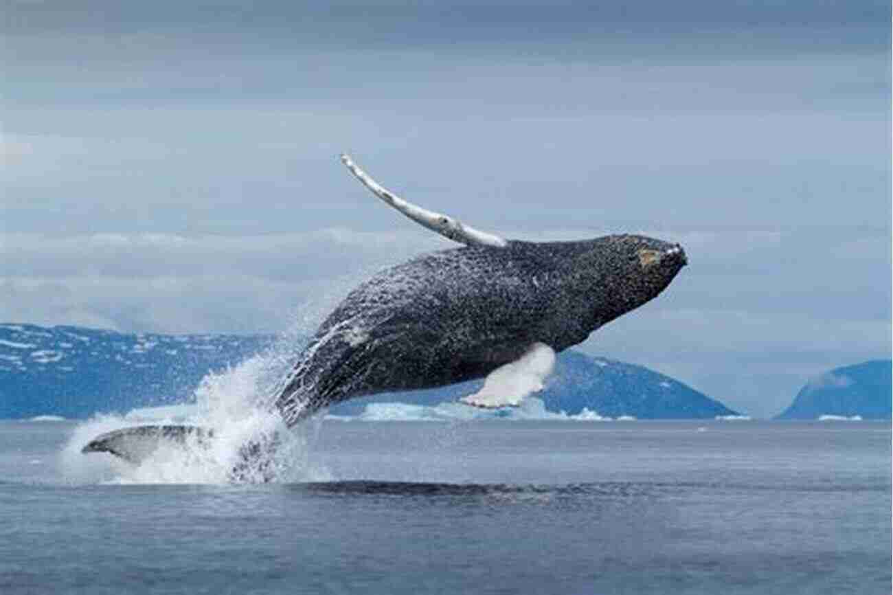 Whales In The Arctic Waters Of Greenland The Greenland 50: 50 Greenland Stories Of 50 Words Each (Greenland By The Numbers 1)