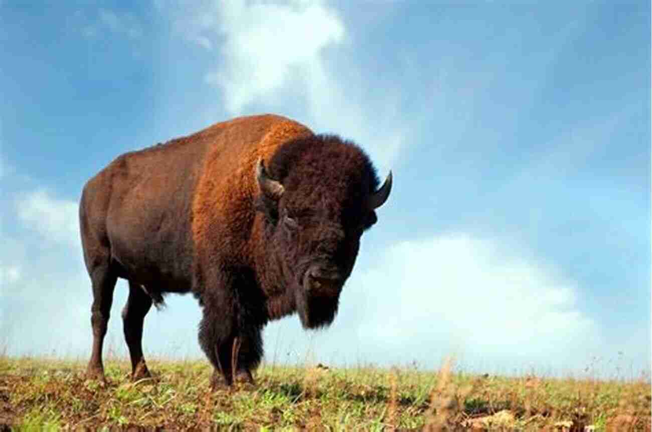 Wild Bison Roaming In The Oklahoma Prairies A Tour On The Oklahoma Prairies In The 21st Century