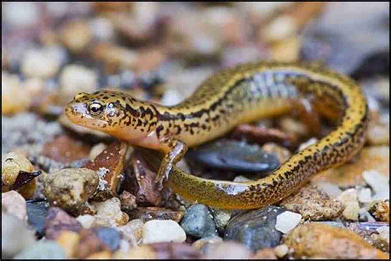 Wildlife In Monongahela National Forest Explorer S Guide The Shenandoah Valley Mountains Of The Virginias: Includes Virginia S Blue Ridge And Appalachian Mountains West Virginia S Alleghenies (Explorer S Great Destinations 0)