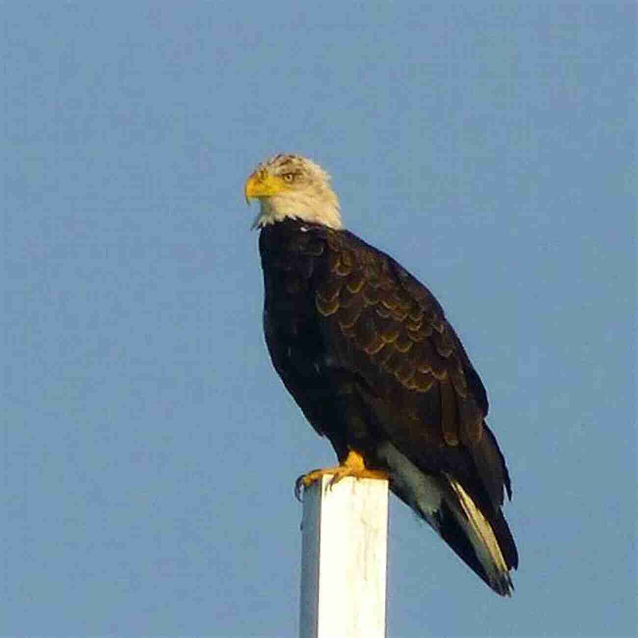 Witnessing The Majestic Bald Eagles Birds Of A Feather: Tales Of A Wild Bird Haven