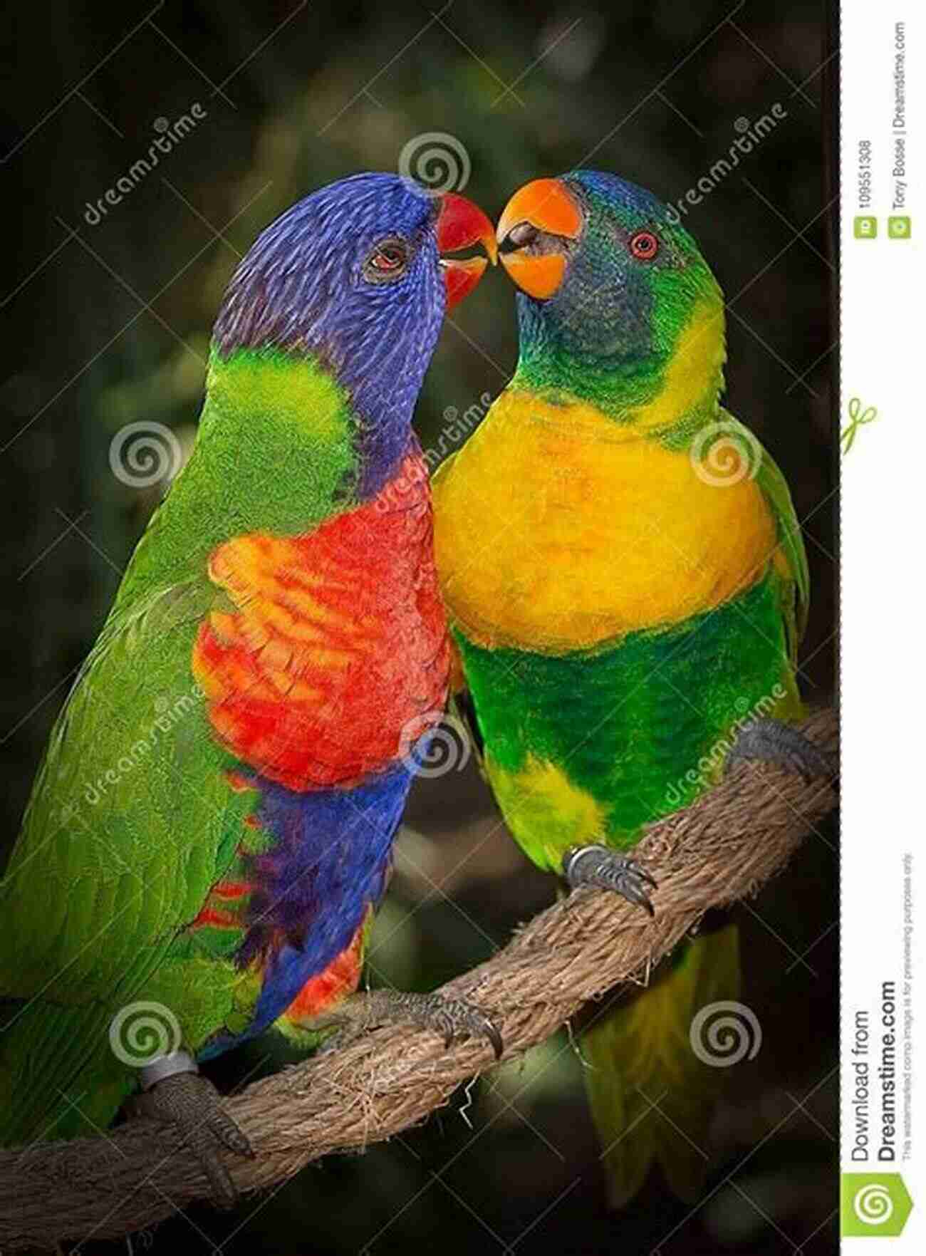 Colourful Lorikeet Pair Embracing Budgerigar: How A Brave Chatty And Colourful Little Aussie Bird Stole The World S Heart