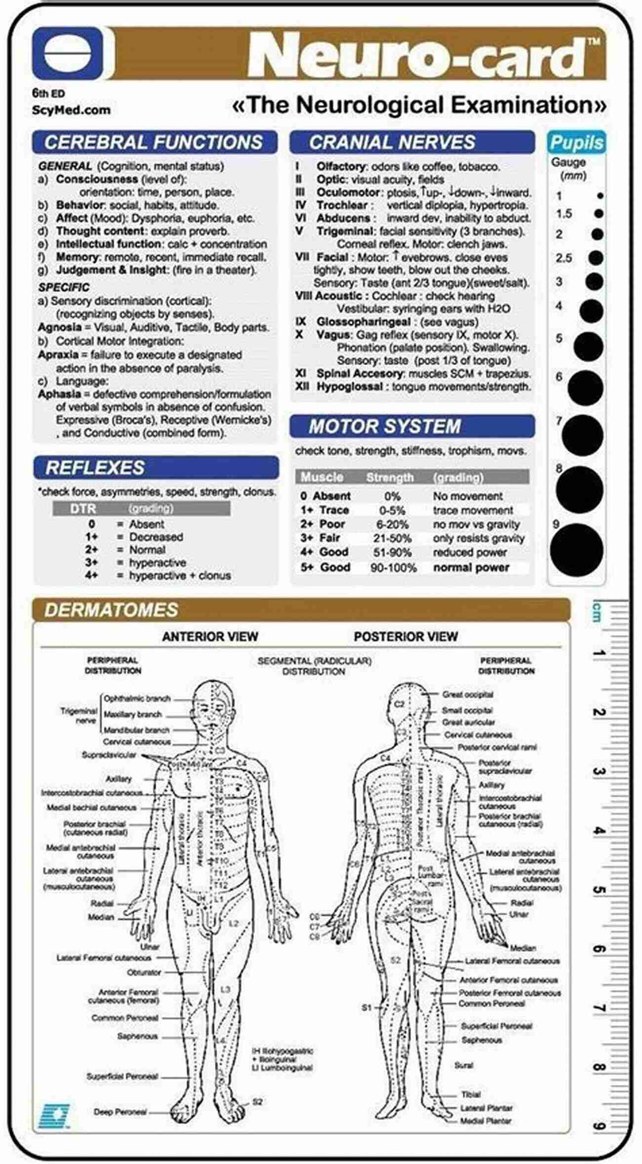 Nursing Care Sensory Neurological Nursing Care Related To The Sensory And Neurological Systems