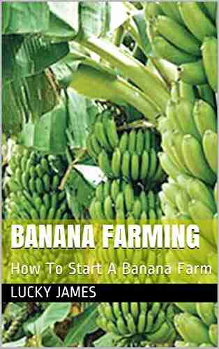 BANANA FARMING: How To Start A Banana Farm