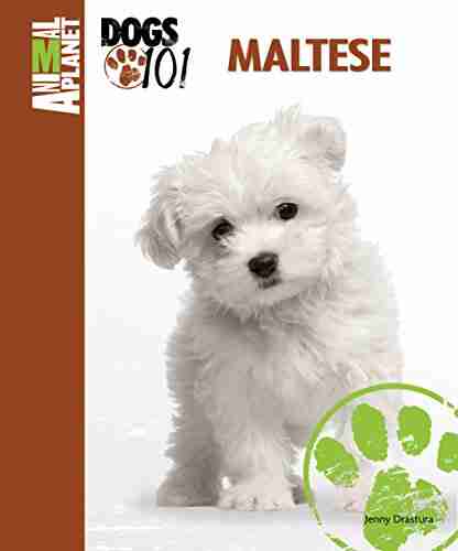 Maltese (Animal Planet Dogs 101) Jenny Drastura