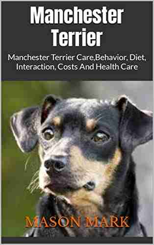 Manchester Terrier : Manchester Terrier Care Behavior Diet Interaction Costs And Health Care