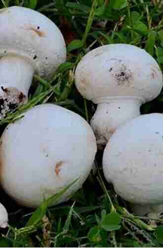 Mushrooms: Agaricus Bisporus Lisa Broderick