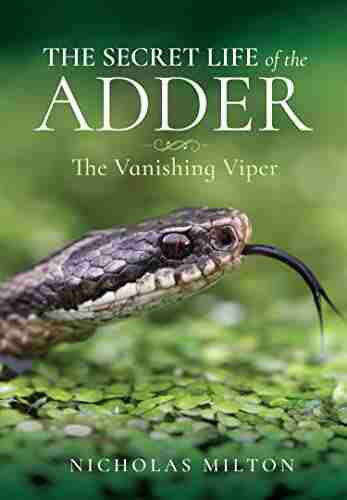 The Secret Life Of The Adder: The Vanishing Viper